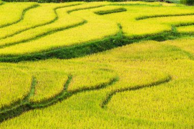 Vietnam 'da teraslı pirinç tarlaları