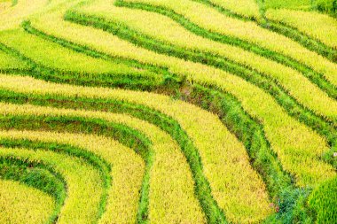 Vietnam 'da teraslı pirinç tarlaları