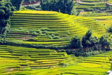 Vietnam 'da teraslı pirinç tarlaları