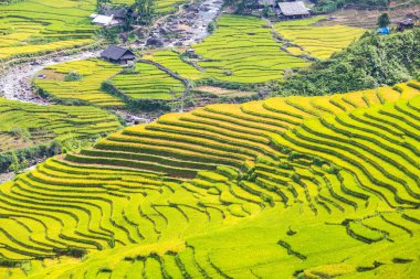 Vietnam 'da teraslı pirinç tarlaları