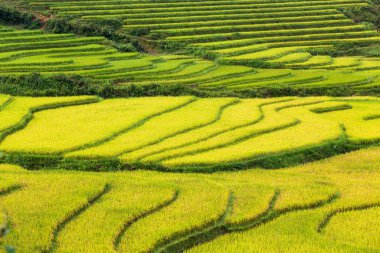 Vietnam 'da teraslı pirinç tarlaları