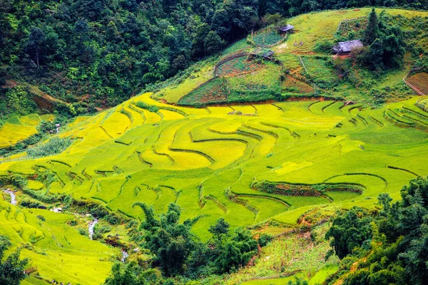 Terraced rice fields in Vietnam — Stock Photo, Image