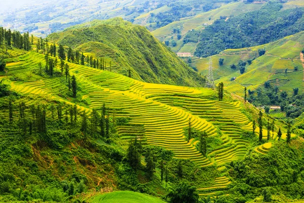 Vietnam 'da teraslı pirinç tarlaları