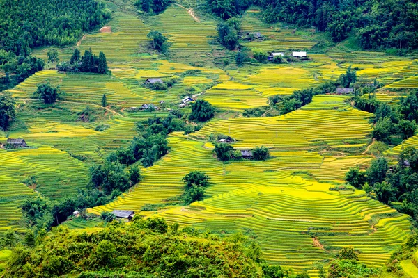 Vietnam 'da teraslı pirinç tarlaları