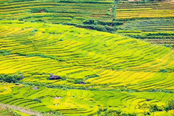 Terasová rýžová pole ve Vietnamu — Stock fotografie