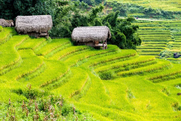 Campos de arroz adosados en Vietnam — Foto de Stock