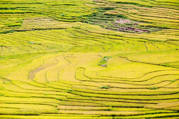 Terasová rýžová pole ve Vietnamu — Stock fotografie