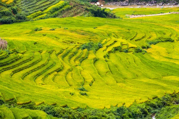 Vietnam 'da teraslı pirinç tarlaları