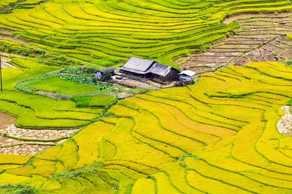 Терасовані рисові поля в В'єтнамі — стокове фото