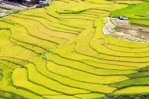 Terasová rýžová pole ve Vietnamu — Stock fotografie