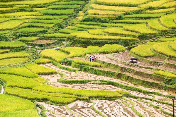 Vietnam 'da teraslı pirinç tarlaları
