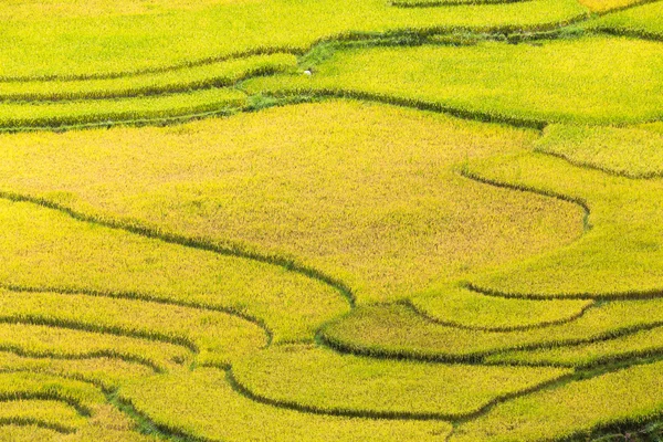 Rizières en terrasses au vietnam — Photo