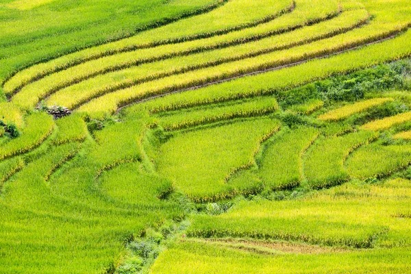 Campos de arroz em terraços em vietnam — Fotografia de Stock