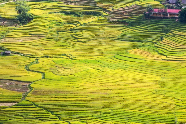 Terasová rýžová pole ve Vietnamu — Stock fotografie