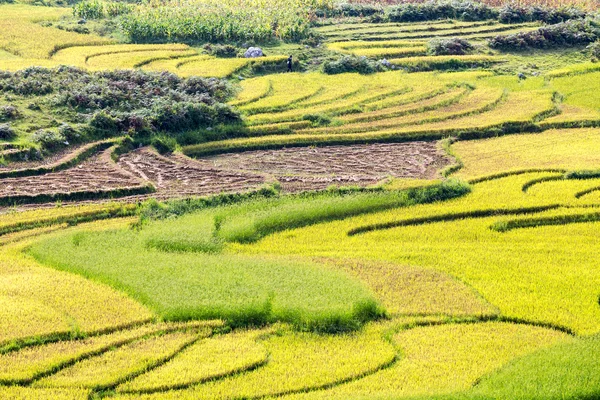 Campos de arroz em terraços em vietnam — Fotografia de Stock