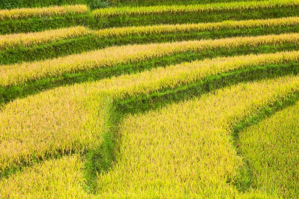 Campos de arroz em terraços em vietnam — Fotografia de Stock