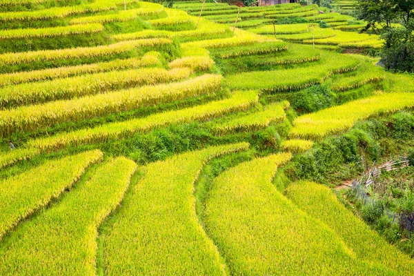 Vietnam 'da teraslı pirinç tarlaları