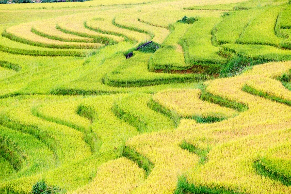 Campos de arroz adosados en Vietnam —  Fotos de Stock