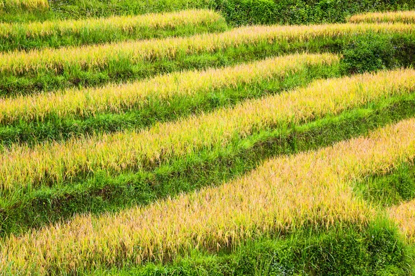 Campos de arroz em terraços em vietnam — Fotografia de Stock