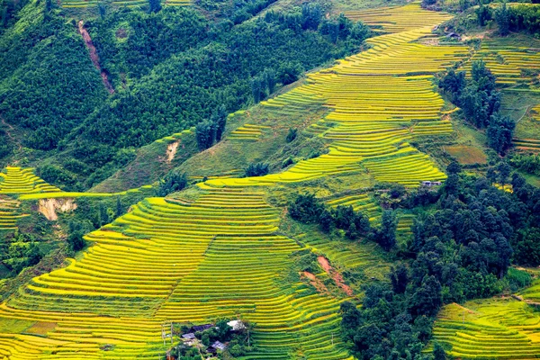 Terrasserade risfält i Vietnam Royaltyfria Stockfoton