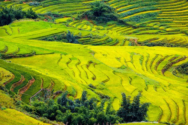 Terrasserade risfält i Vietnam Royaltyfria Stockfoton