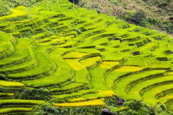 Terrasserade risfält i Vietnam Stockfoto