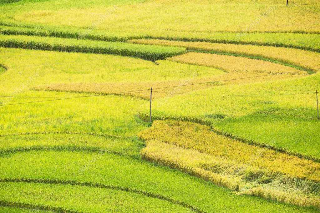 Rizieres En Terrasses Au Vietnam Image Libre De Droit Par Buiviethung C