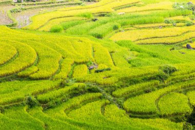 Vietnam 'da teraslı pirinç tarlaları