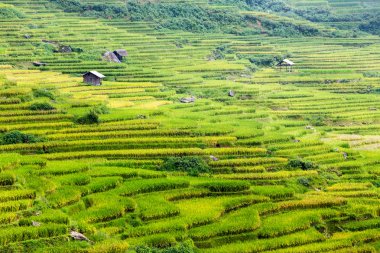 Vietnam 'da teraslı pirinç tarlaları