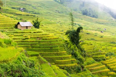 Vietnam 'da teraslı pirinç tarlaları