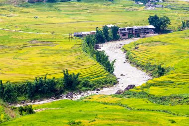 Vietnam 'da teraslı pirinç tarlaları