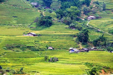 Vietnam 'da teraslı pirinç tarlaları
