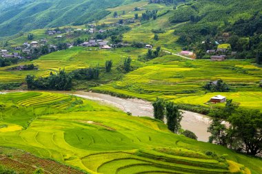 Vietnam 'da teraslı pirinç tarlaları