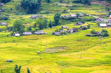 Vietnam 'da teraslı pirinç tarlaları