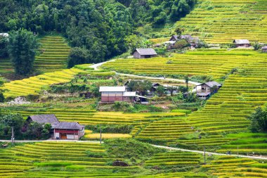 Vietnam 'da teraslı pirinç tarlaları