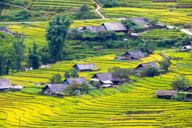 Vietnam 'da teraslı pirinç tarlaları