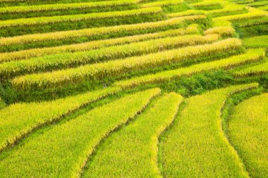 Vietnam 'da teraslı pirinç tarlaları