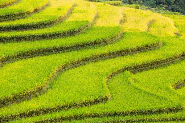 Vietnam 'da teraslı pirinç tarlaları
