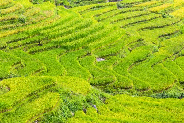 Campi di riso a terrazze in Vietnam — Foto Stock