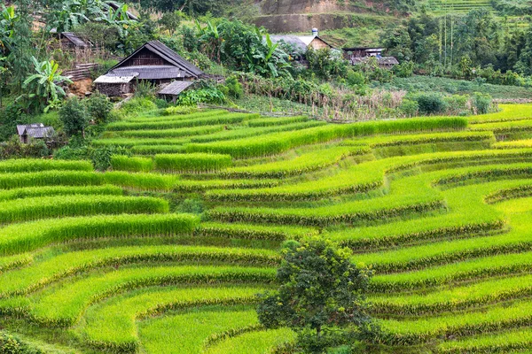 Terasová rýžová pole ve Vietnamu — Stock fotografie