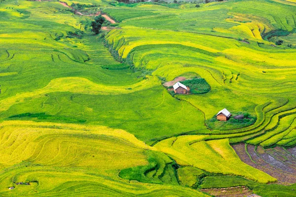 Vietnam 'da teraslı pirinç tarlaları