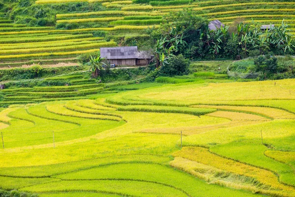 Terasová rýžová pole ve Vietnamu — Stock fotografie