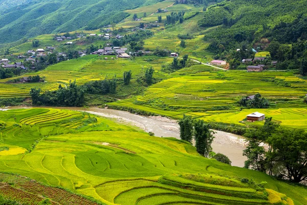 Vietnam 'da teraslı pirinç tarlaları