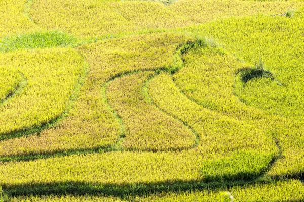 Terraced rice fields in Vietnam — Stock Photo, Image