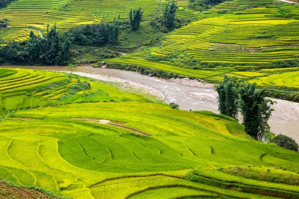 Terasová rýžová pole ve Vietnamu — Stock fotografie