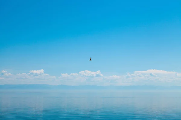 Göl üzerinde kuş yükseldi