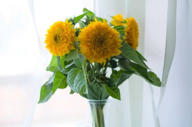 Parlak sarı ayçiçeği buketi