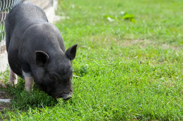 Black Pig Eating Grass — Stock Photo, Image