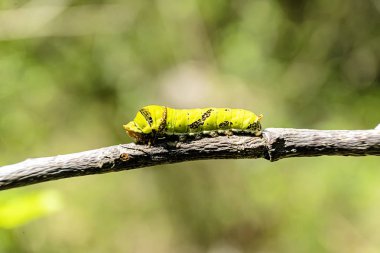 Yeşil arka planlı Tırtıl Kırlangıç Kuyruğu.