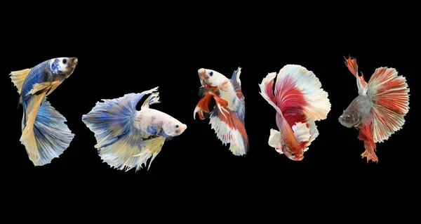 Cinco peixes Betta. — Fotografia de Stock